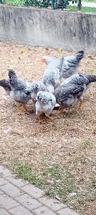 Galos jovens Bielefelder cor prata