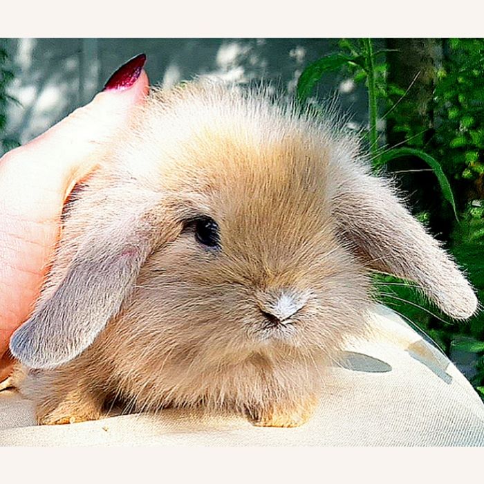 Карликовые миниатюрные декорат.торчеухие и вислоухие кролики и клетки