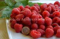 Sadzonki maliny (Rubus), raspberry - Delniwa, Heban, Promyk i inne