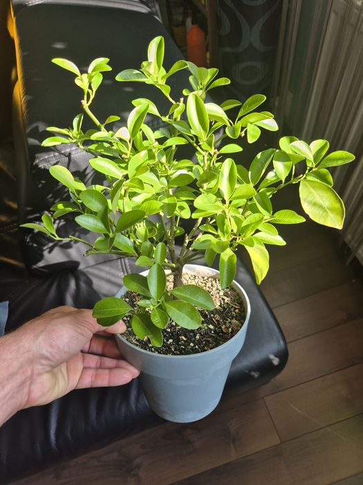 Cytrus Kalamondyna drzewko