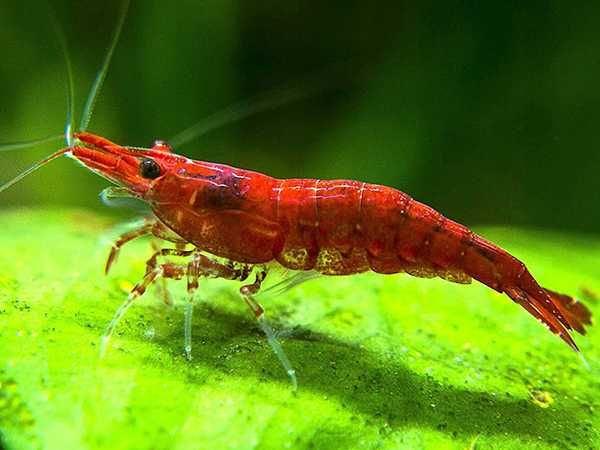Krewetka RED CHERRY - Wiśniowa - Neocaridina - Caridina - wysyłka