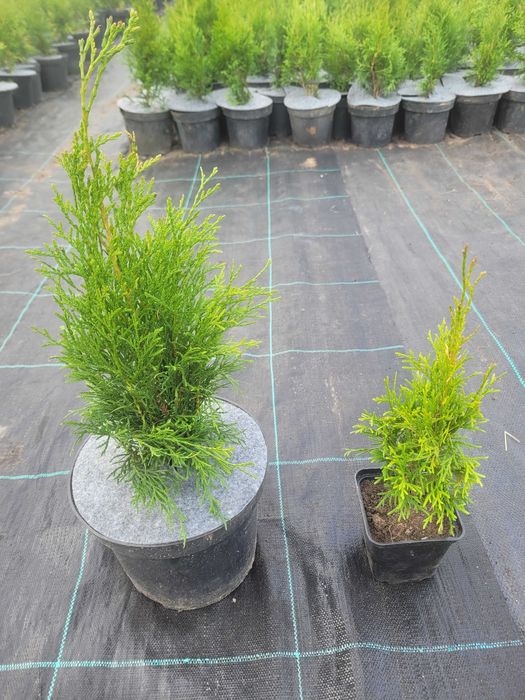 Tuja szmaragd. Nie Brabant