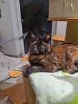 Sprzedam koteczkę Maine Coon, rodowod FPL, okazja!
