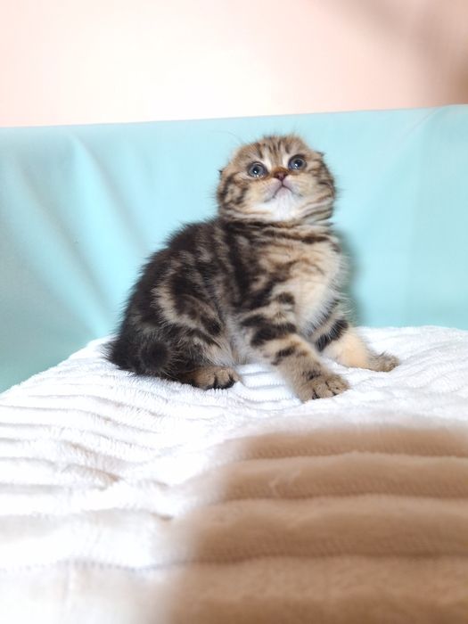 Мармурова красуня.