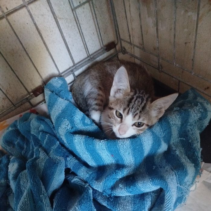 Gatinha bebé para adoção responsável
