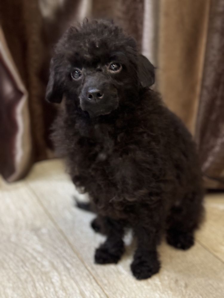 Хлопчик toy poodle