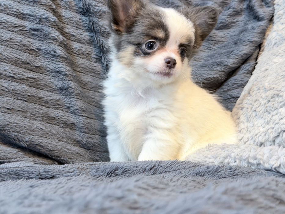 Chihuahua Tricolor suczka