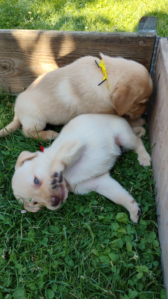 Labrador retriever biszkopt
