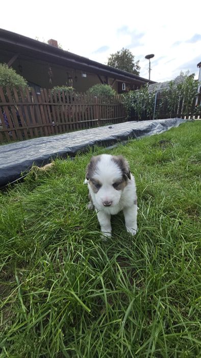 Border Collie blue marle tricolor, czarno białe