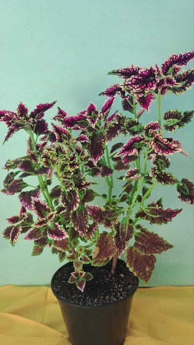 Колеуси, дорослі рослини