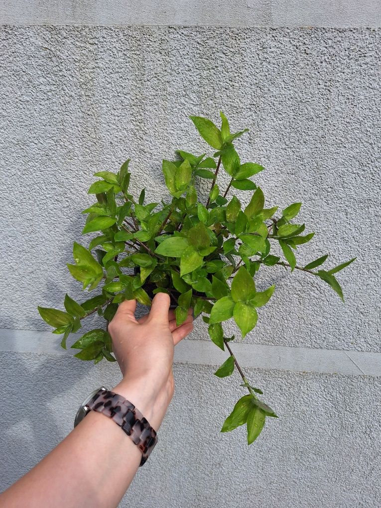 Trzykrotka zielona fluminensis