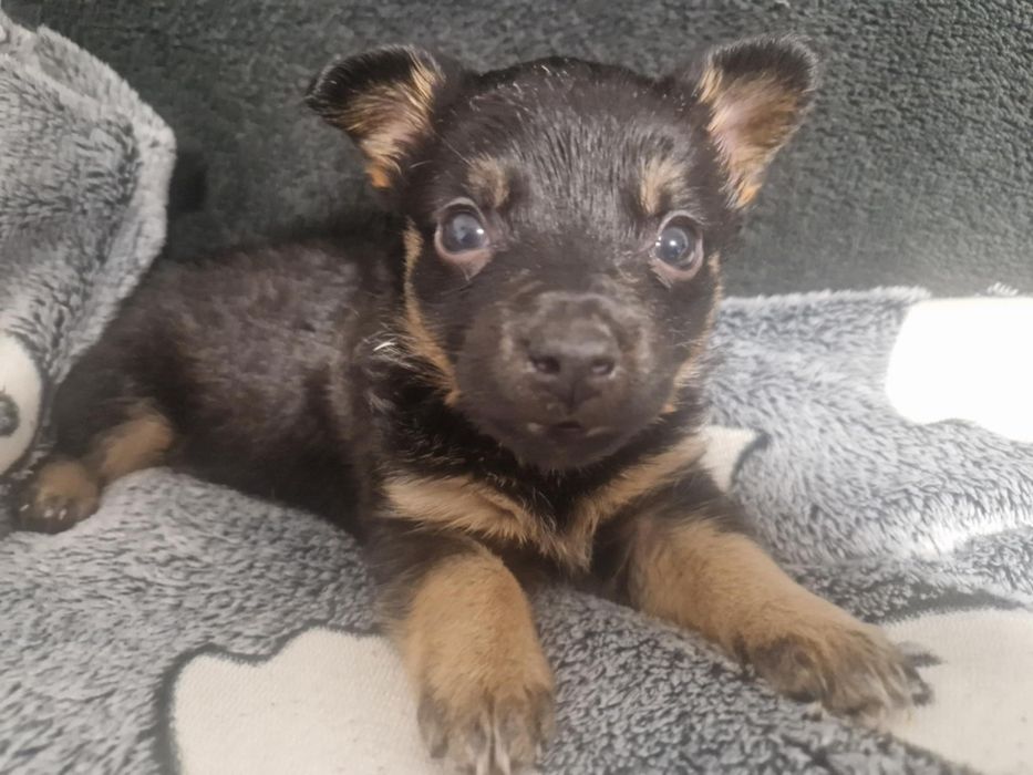 Mimi szuka rodziny i domku takiego już na zawsze