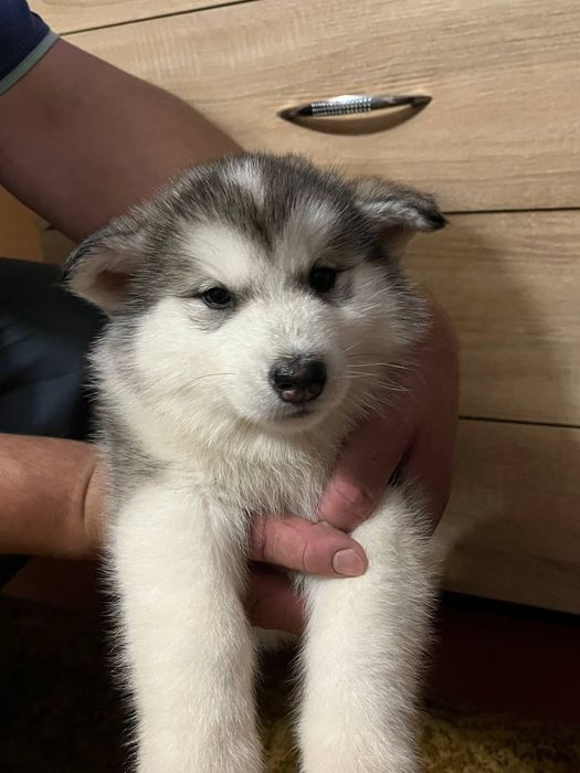 Щенки аляскинского маламута