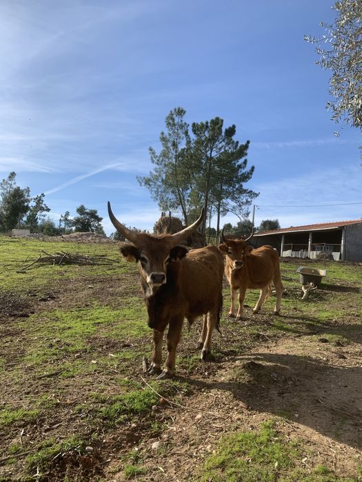 Boi cacheno para venda