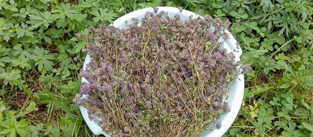 Чебрець ( Thymus serpyllum )