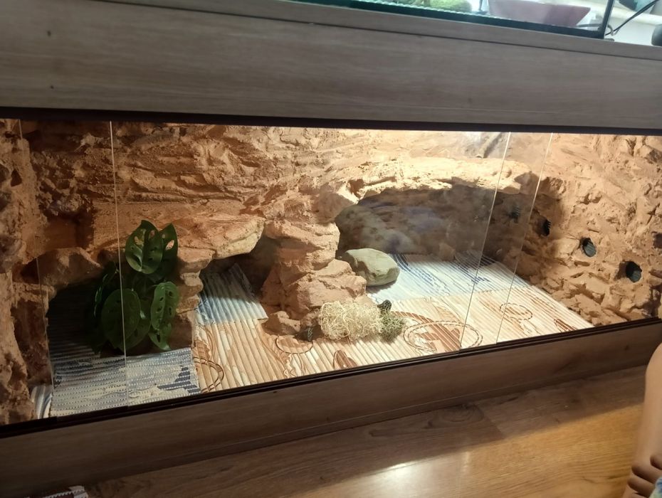 Terrarium pustynne, tropikalne. Żółw, jaszczurka.