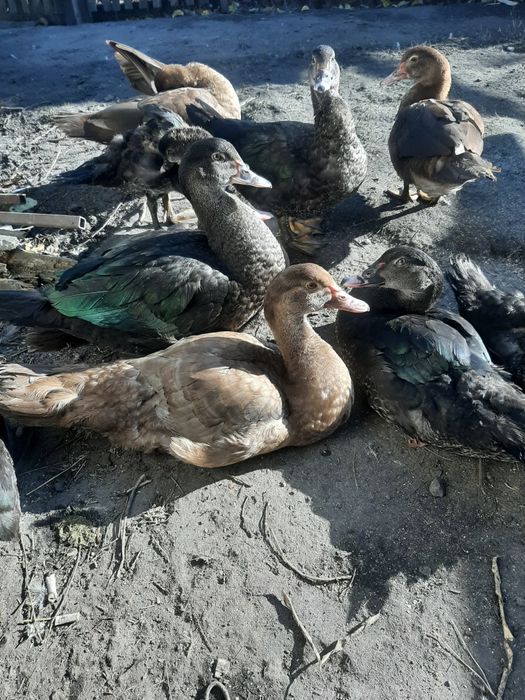 Качки і качури продаж