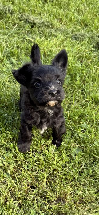 Yorkshire Terrier -Black