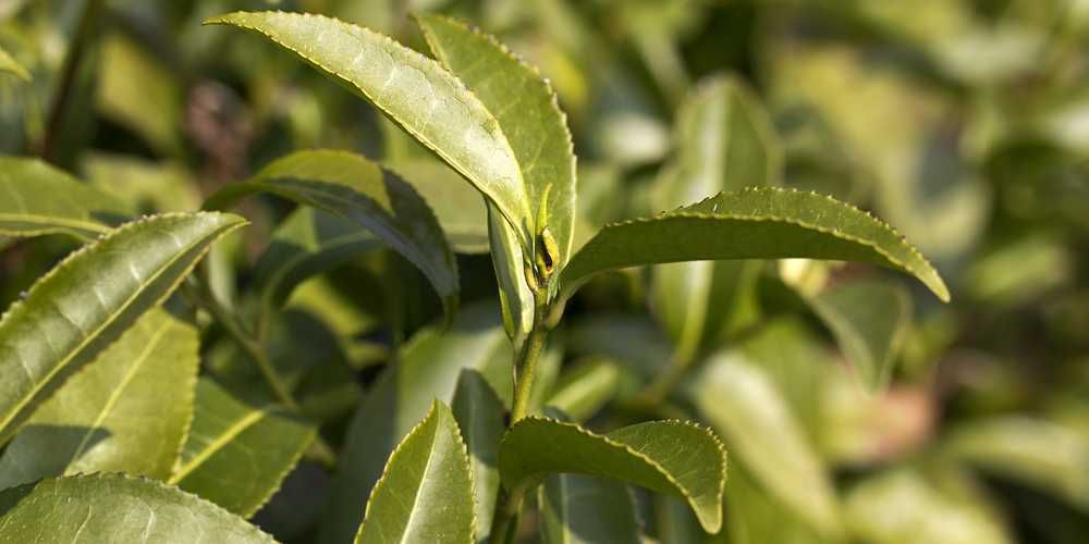 Planta de Chá "Camellia Sinensis"