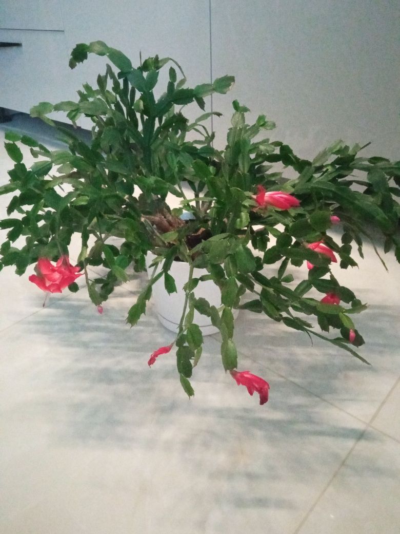 Grudnik- kaktus Bożego Narodzenia