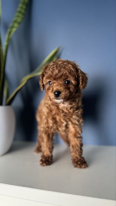 Maltipoo sunia po rodzicach FCI