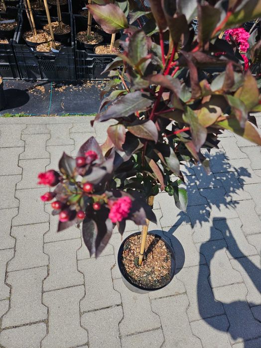 Lagerstroemia Double Dynamite 120cm C5 kwitnący krzew + nawóz gratis