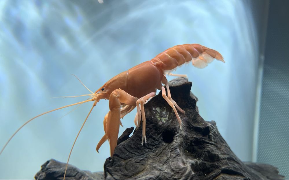 Rak Cherax Holthuisi/rak morelowy/Apricot młode okazy