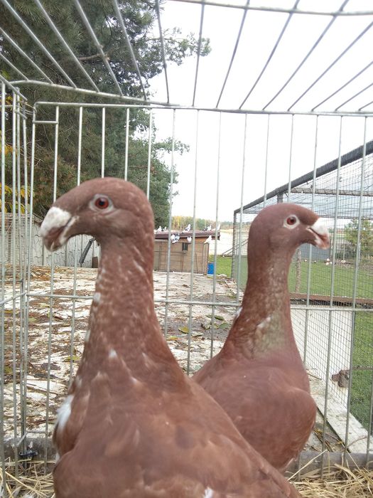 Garbonosy Wystawowe Niemieckie