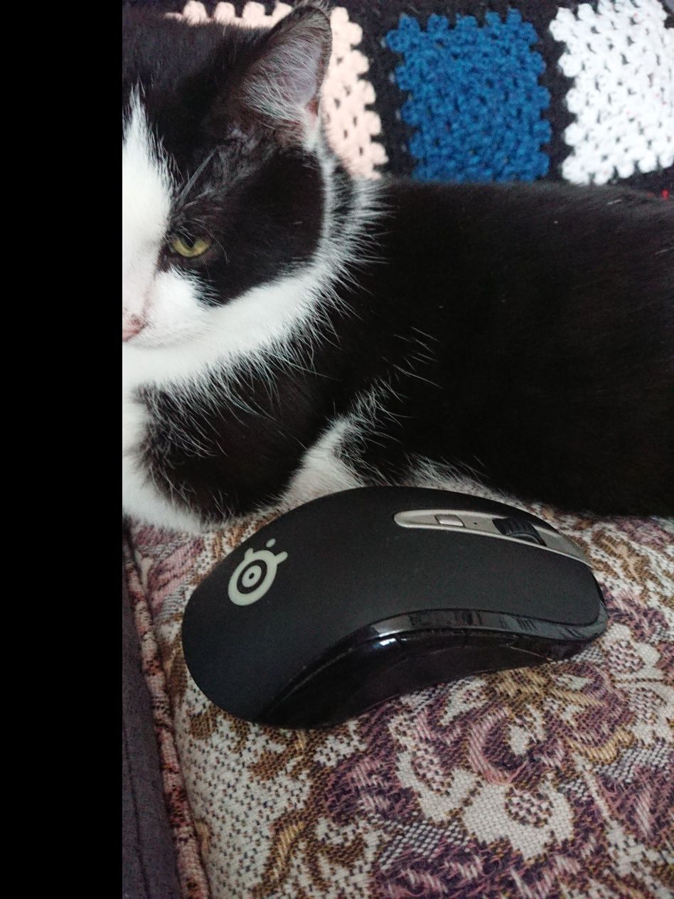 Mysz Steelseries Sensei Wireless
