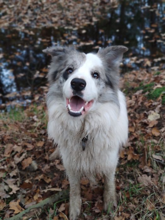 Border collie Zkwp - Wrocław zapowiedz miotu