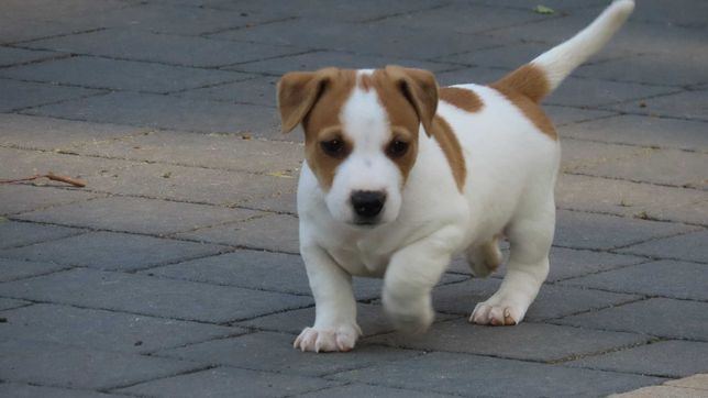 Jack Russell Terrier / BREFIO - gładkowłosy  piesek