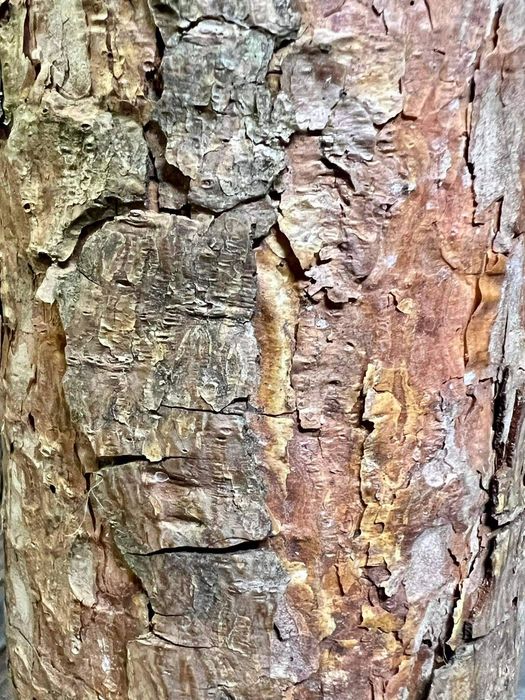 Choinka Sztuczna Na Pniu Piękna Sosna Diamentowa Gęsta Ośnieżona 180Cm