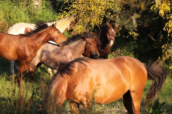 Poldras e podros