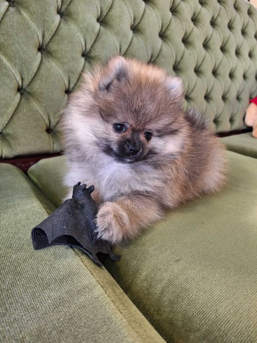 Lulu da pomerânia  com LOP, linhagem Russa, spitz alemão anão