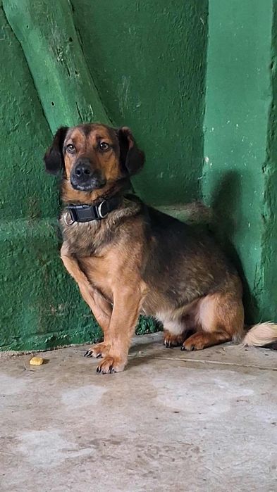 Przeuroczy Bert, który uczy się ufać