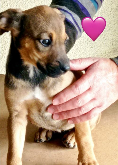 Bebés para adoção responsável