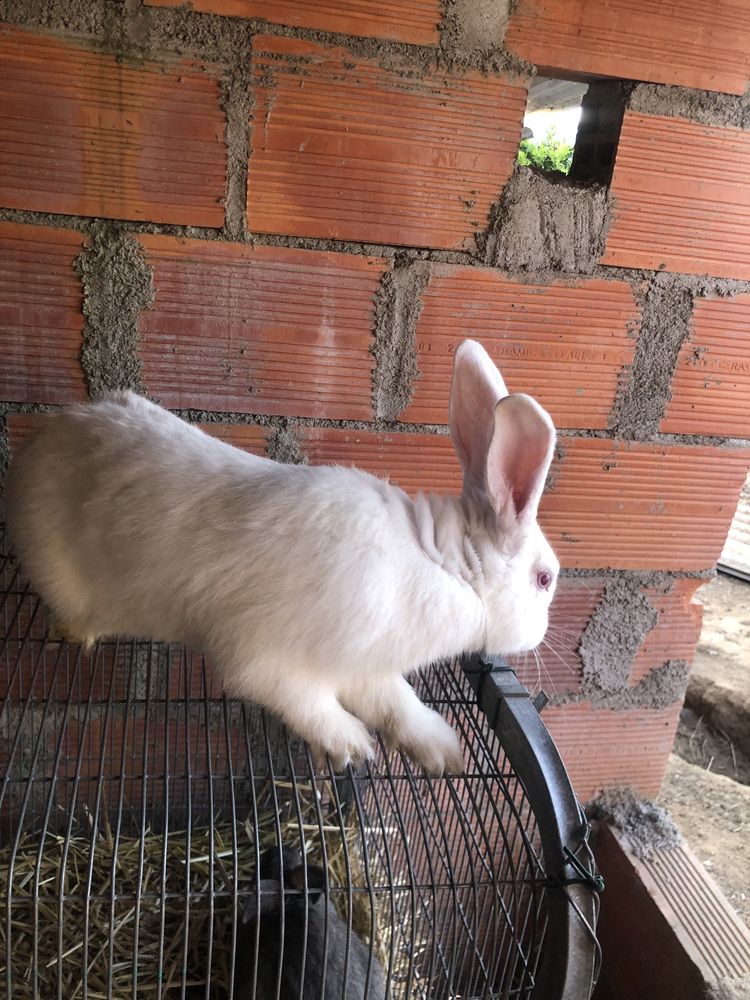 Vendo coelho com 6 messes