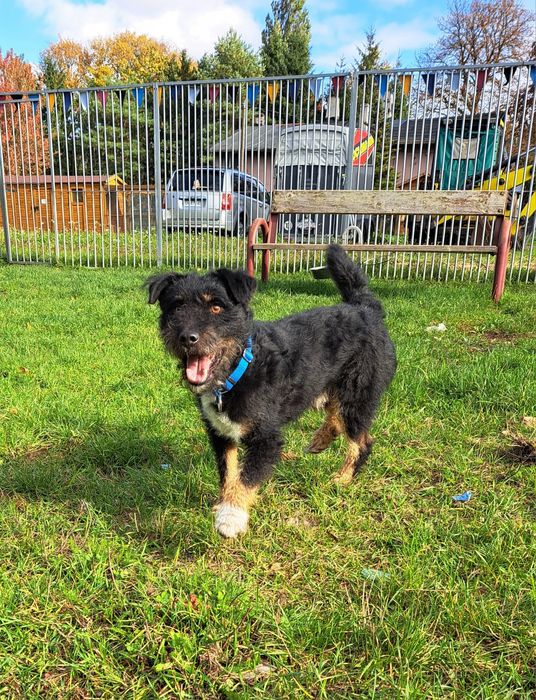 Mix niemiecki terier myśliwski do adopcji