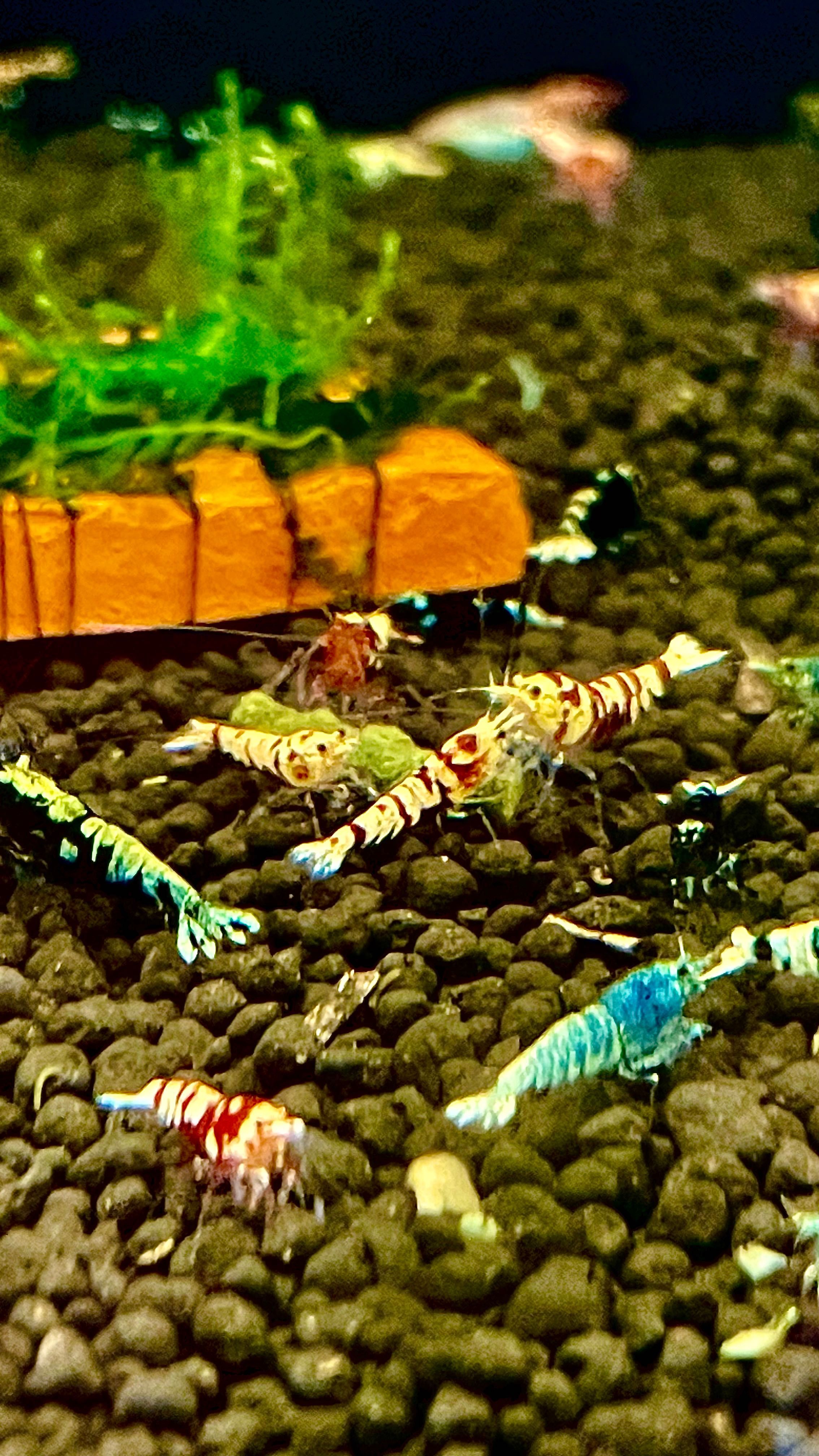 Krewetki Caridina Galaxy Mix ( Po BOA )