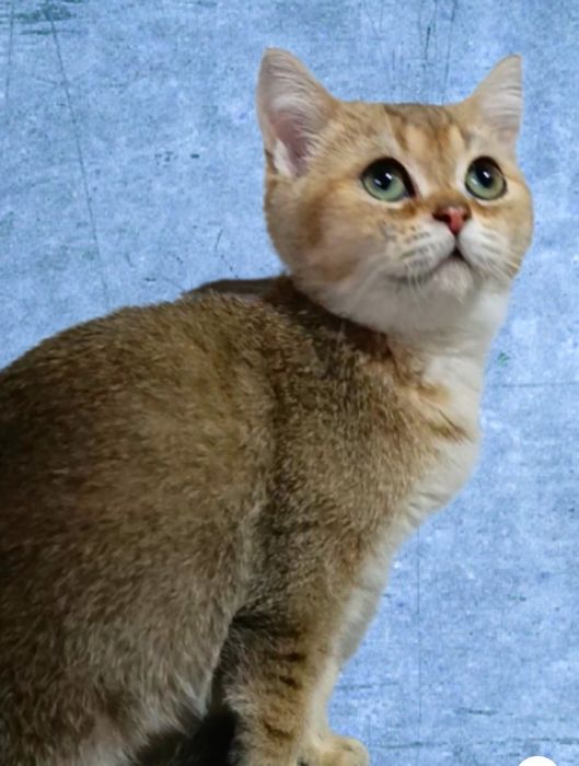 Золотое Кошенятко 5мес