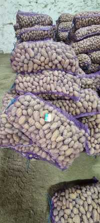 Насіння ( семена, посадкова ) картопля, картошка оптом. Терміново