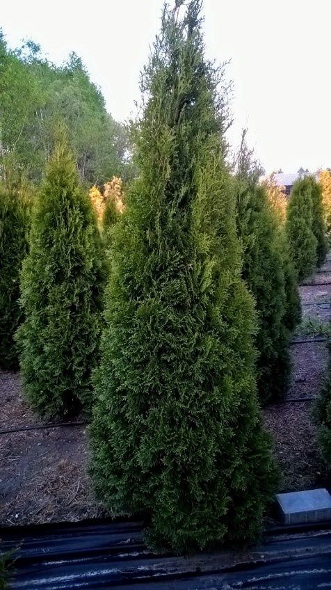 SZMARAGD tuje WYSOKIE 250 cm drzewo zielone szerokie 80 cm - 140 zł.