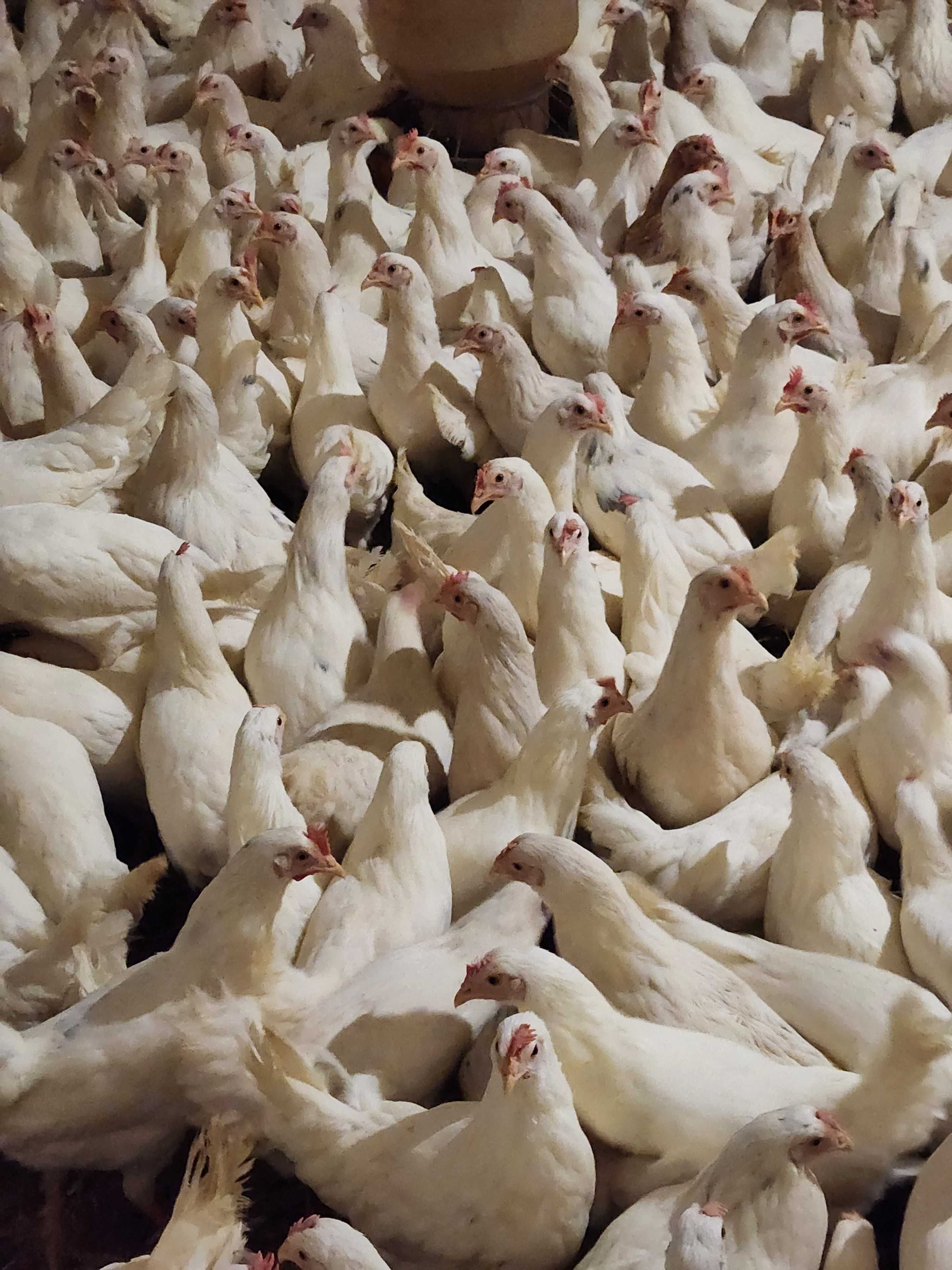 Kury Nioski Leghorn Sussex prosto od hodowcy ! Kurki młode z jajkiem !