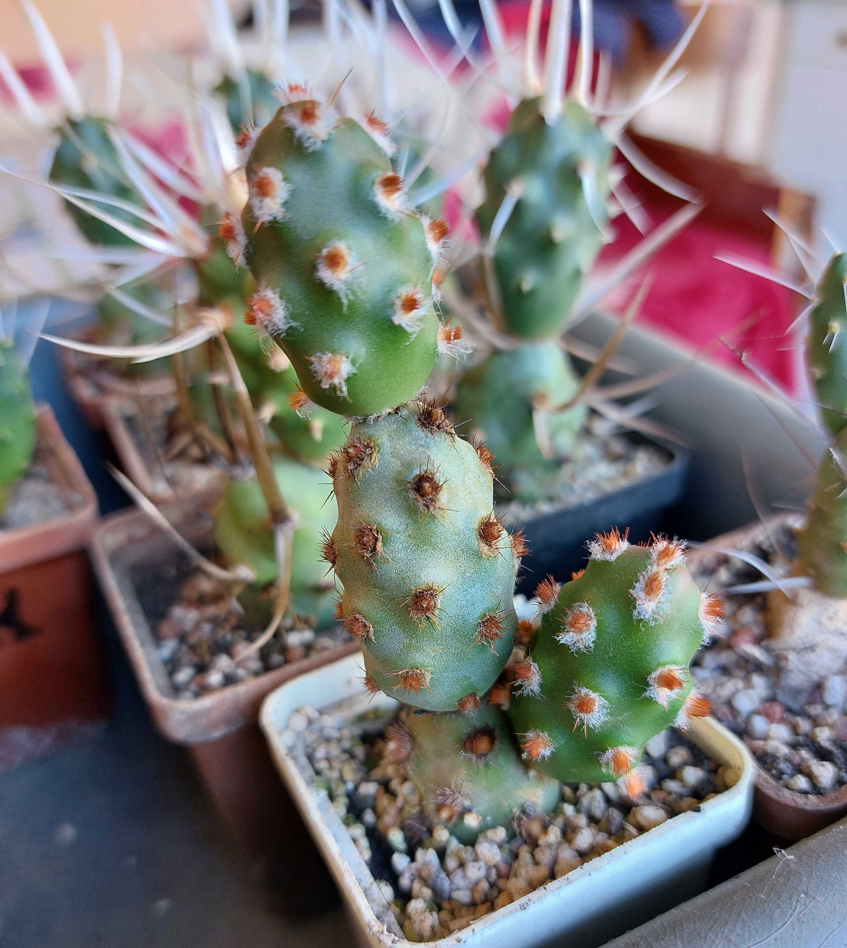 Tephrocactus molinensis