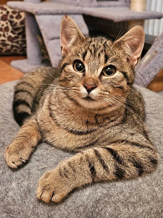 Ares szuka domku na zawsze