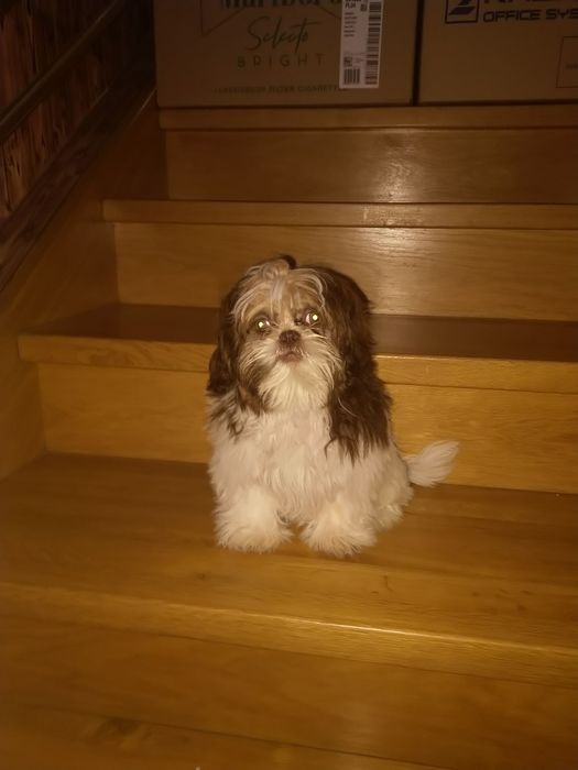Shih tzu suczka gen czekoladowy