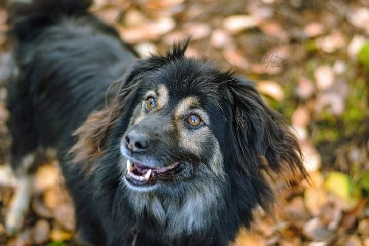 Został adoptowany jako szczeniak i oddany jakoś dorosły psiak...