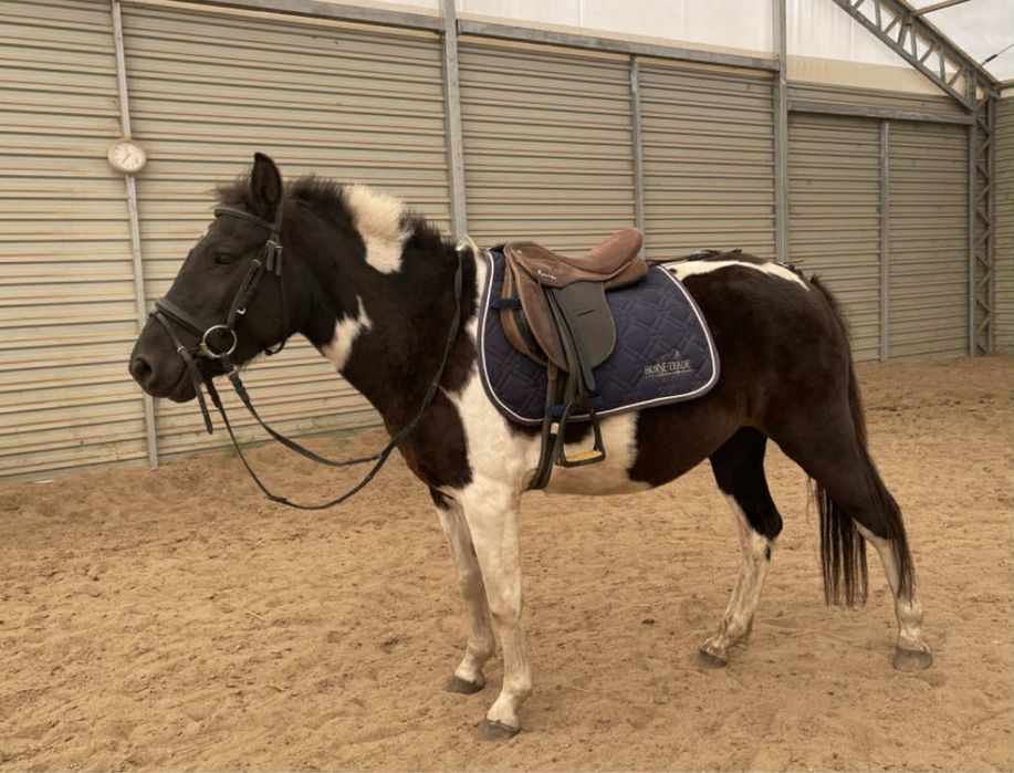 Hucuł 4lata Zajeżdzony