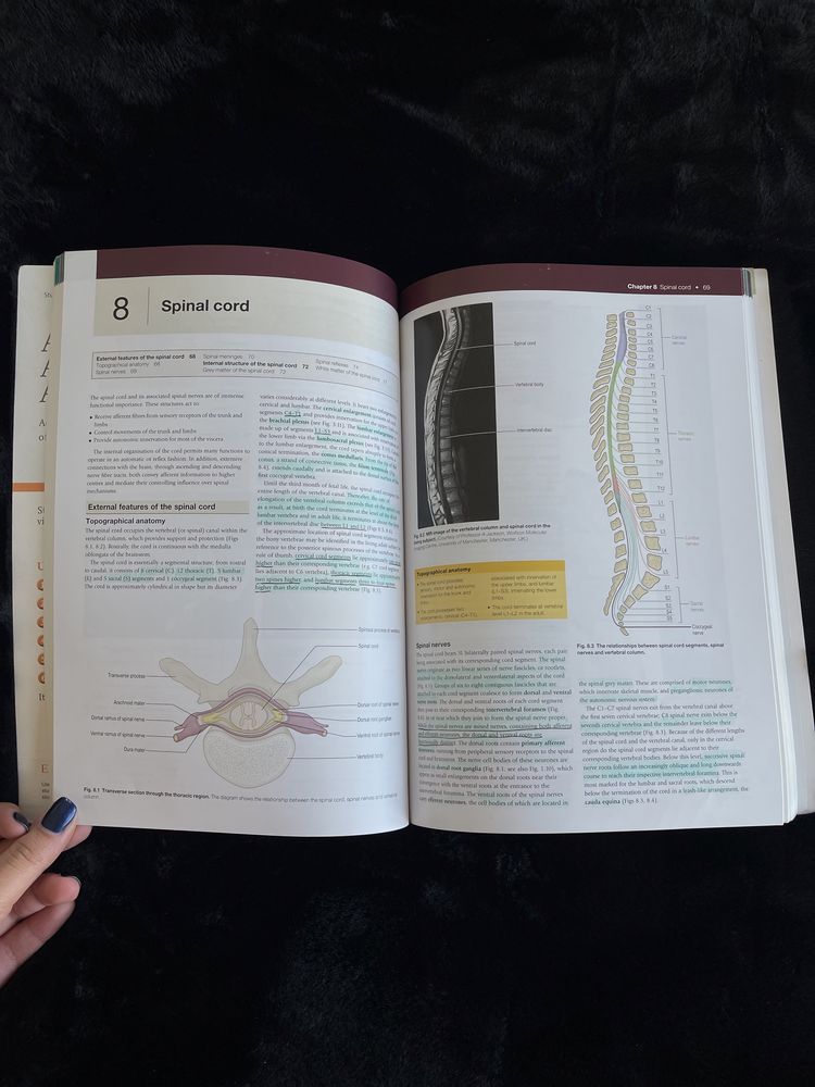 Neuroanatomy A R Crossman