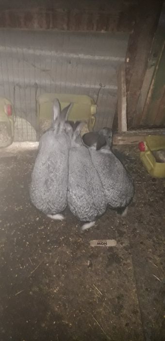 Продам кролики породи Шиншила сіра.